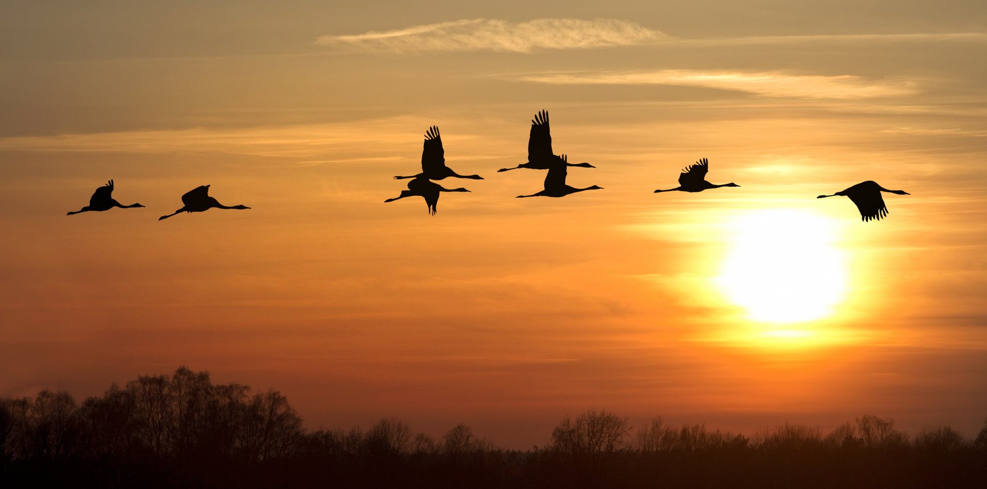Eine Gruppe fliegender Kraniche am Abendhimmel.